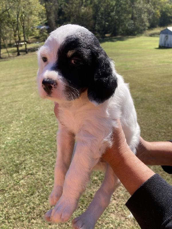 TOMOKA’S FROZEN English Setter