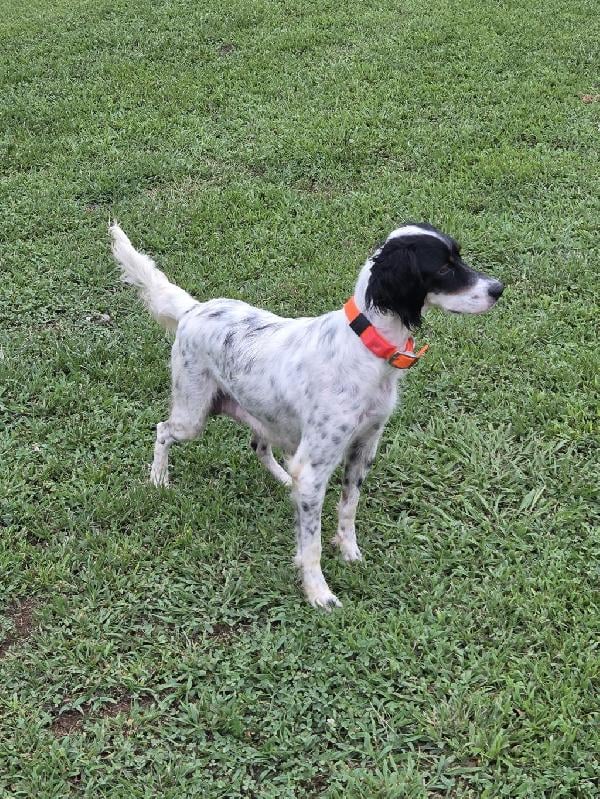 English Setter