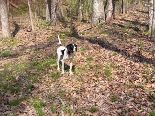 English Pointer