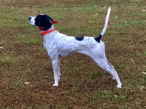 English Pointer