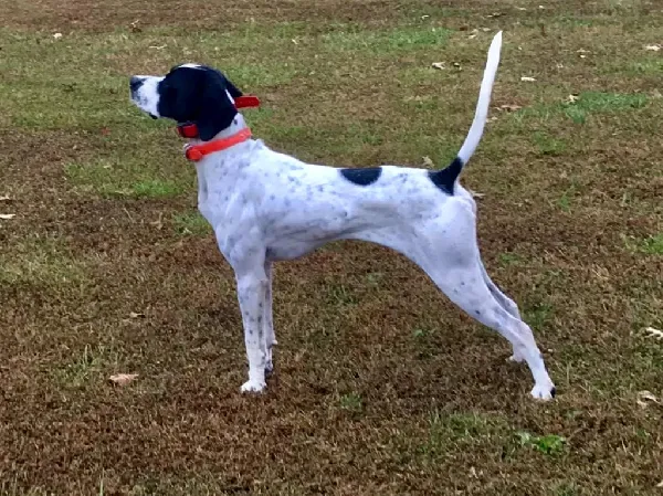 VON’S ELHEW ACE FOR STUD English Pointer