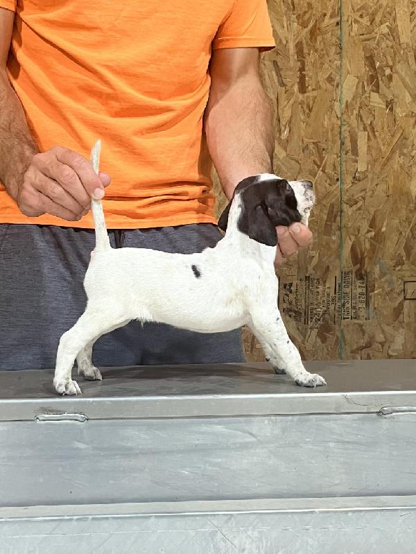 English Pointer