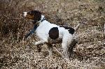 EXCPETIONAL GUN DOG LITTER