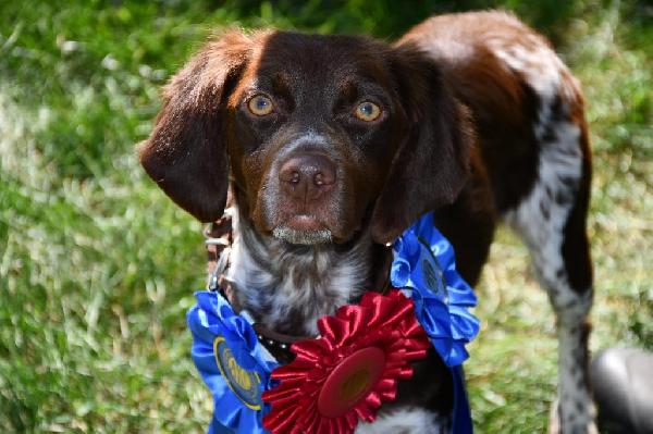 QUALITY GUN DOG READY FOR FALL!