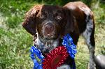 QUALITY GUN DOG READY FOR FALL!