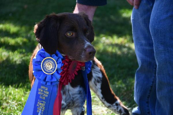 American Brittany