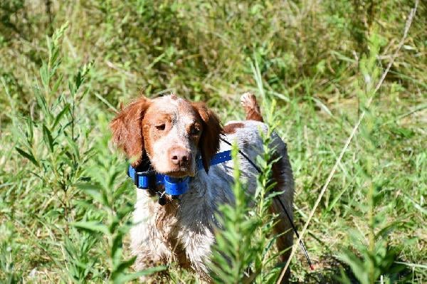 American Brittany