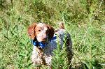 STARTED GUN DOG