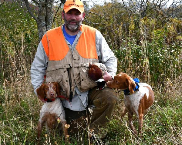 STARTED GUN DOG American Brittany
