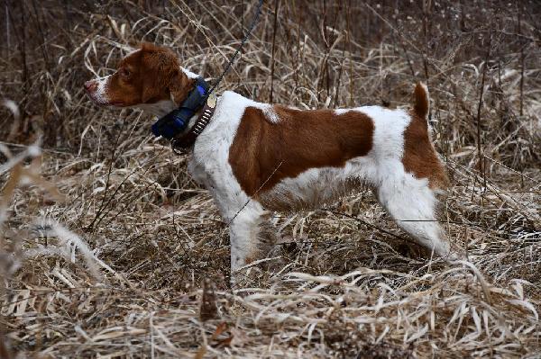 American Brittany