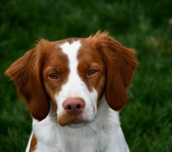 American Brittany