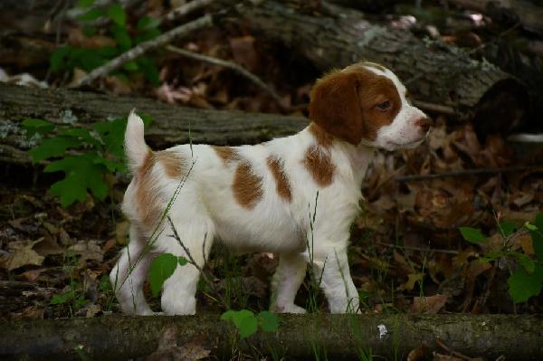 QUALITY GUN DOG PUPS American Brittany