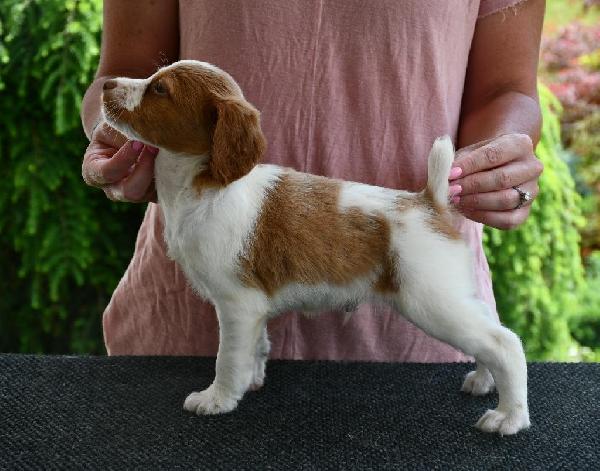 Cooper (3).JPG