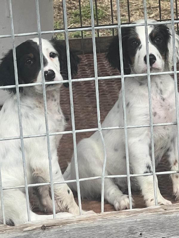 English Setter