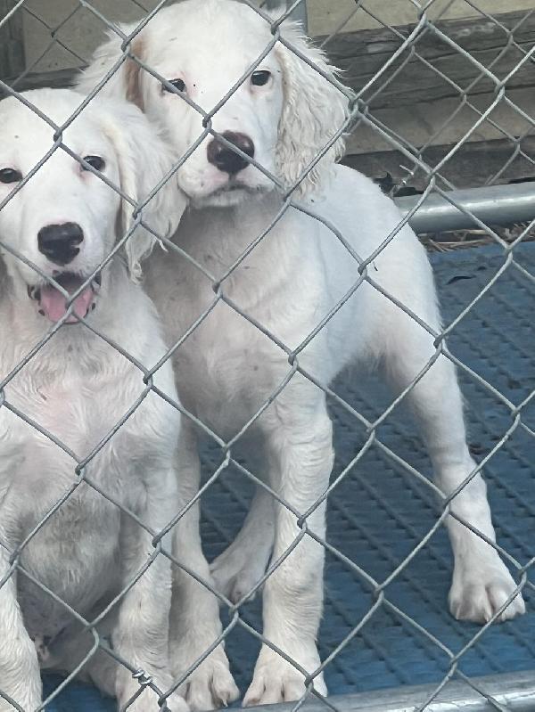 English Setter
