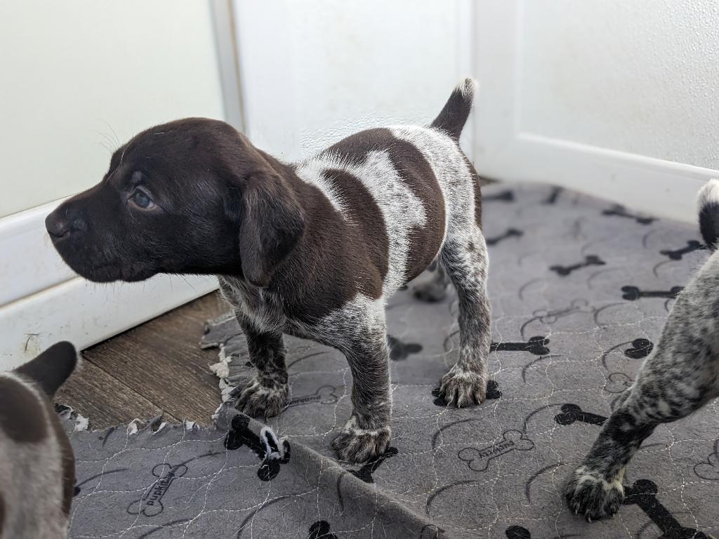 SHARP SHOOTERS CHASING PRECISION PUPS German Shorthaired Pointer