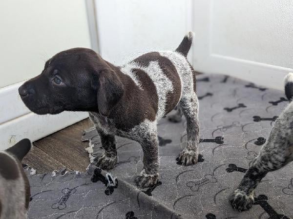 German Shorthaired Pointer