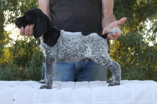 German Shorthaired Pointer