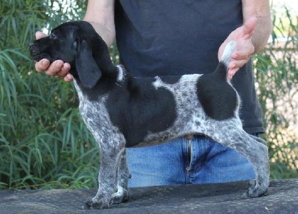 German Shorthaired Pointer