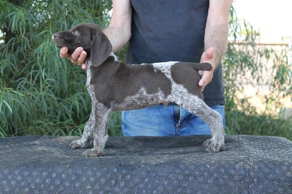 German Shorthaired Pointer