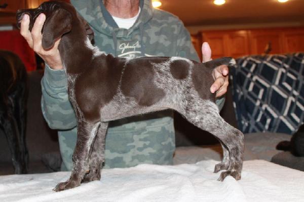German Shorthaired Pointer