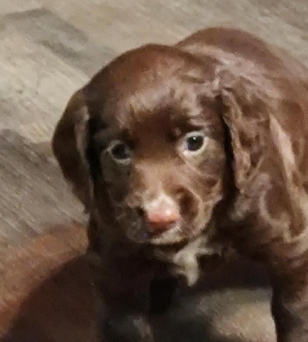 English Cocker Spaniel