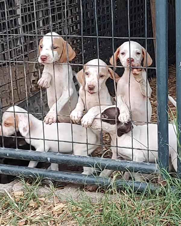 English Pointer