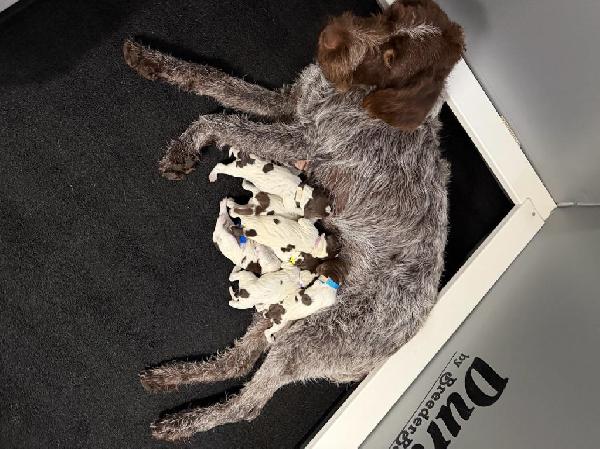 Wirehaired Pointing Griffon