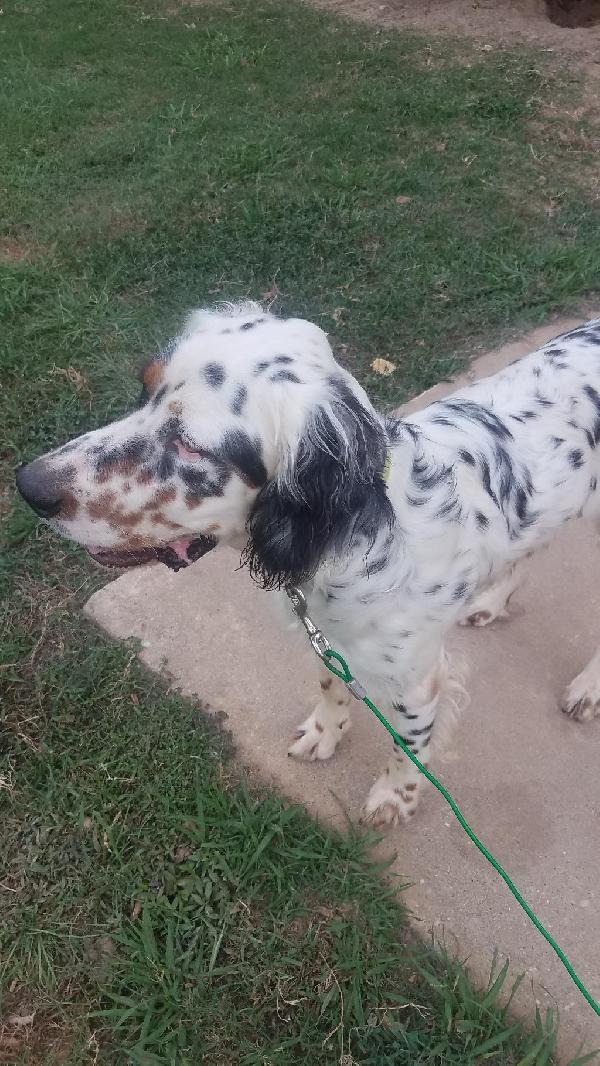 ENGLISH SETTER