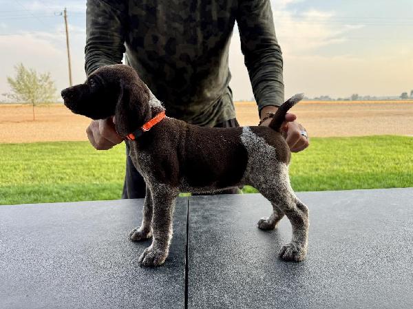 IDAHO - AKC GERMAN SHORTHAIR PUPPIES German Shorthaired Pointer