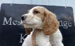 ENGLISH SETTER PUPS IN OKLAHOMA