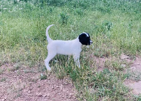 English Setter
