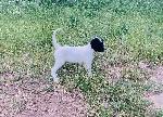 ENGLISH SETTER PUPS IN OKLAHOMA