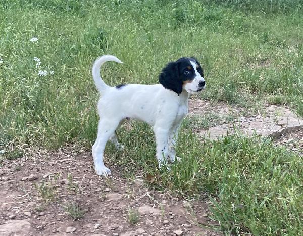 English Setter