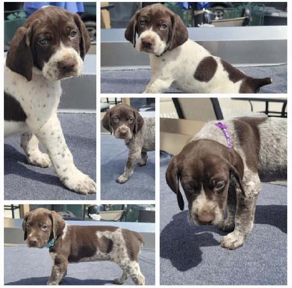 German Shorthaired Pointer