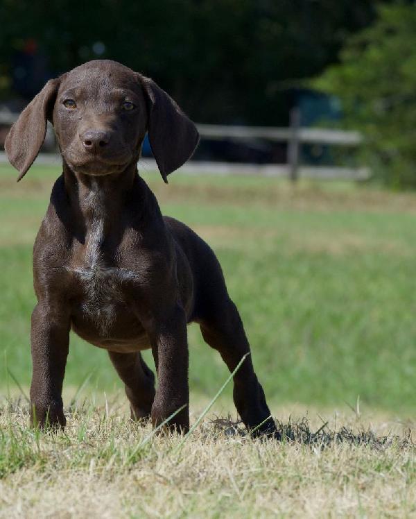 German Shorthaired Pointer Puppies For Sale