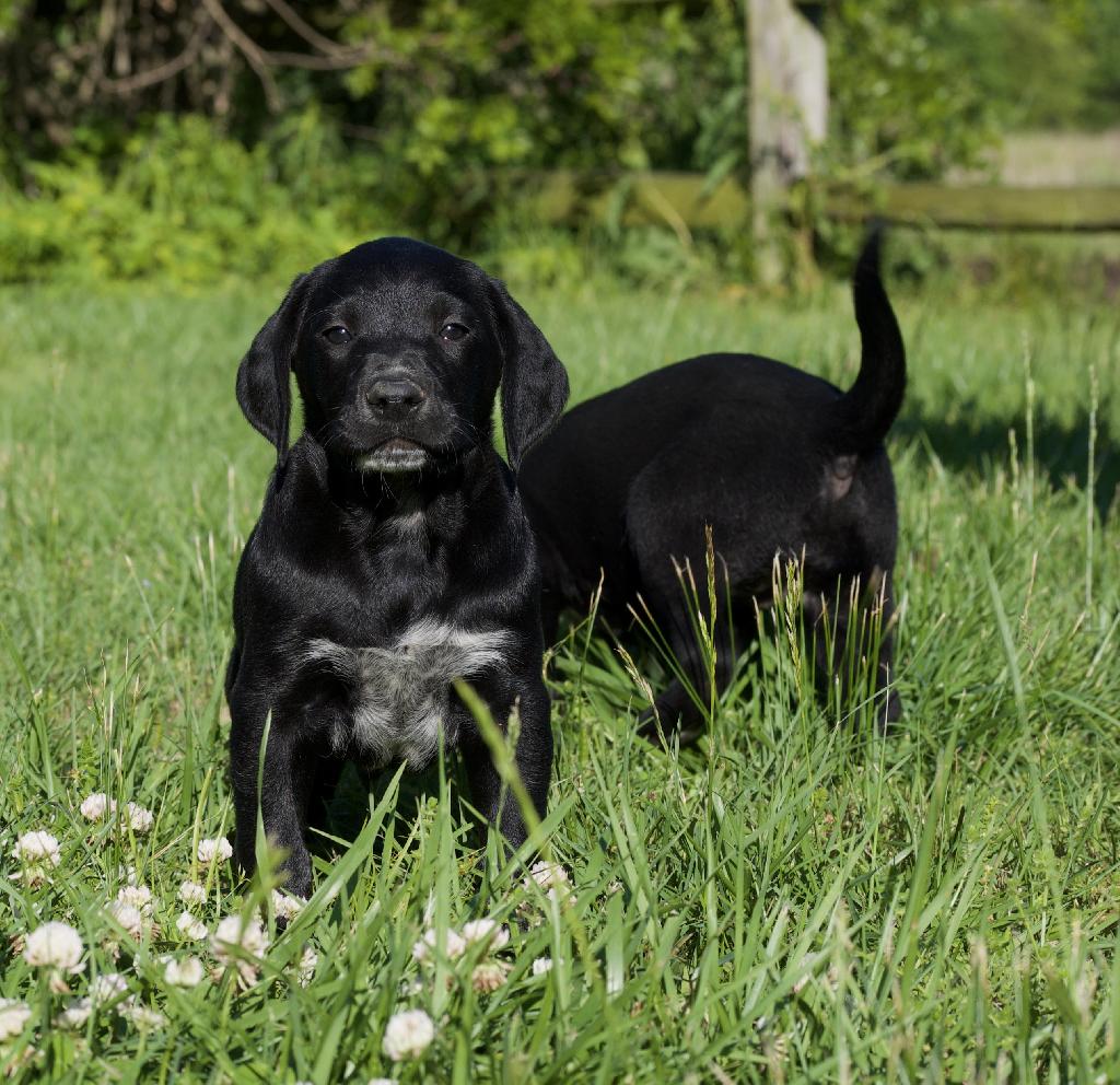 German Shorthaired Pointer Lab Mix Puppies For Sale - Pin On Pet Stuff ...