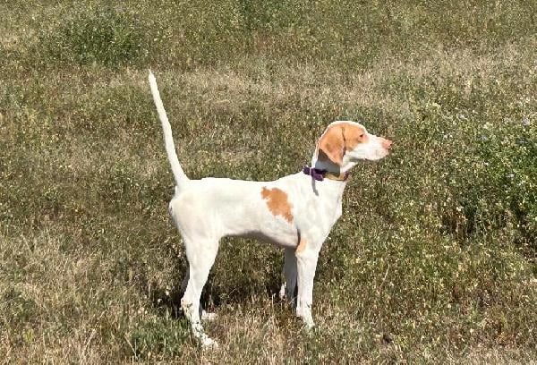English Pointer