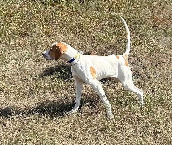 English Pointer