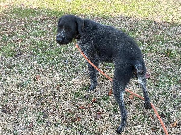 German Wirehaired Pointer