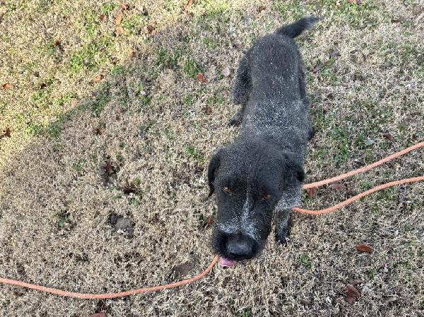 German Wirehaired Pointer