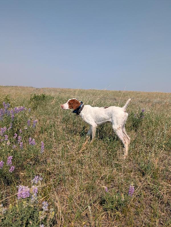 TOP NOTCH BRITTANY MALE American Brittany