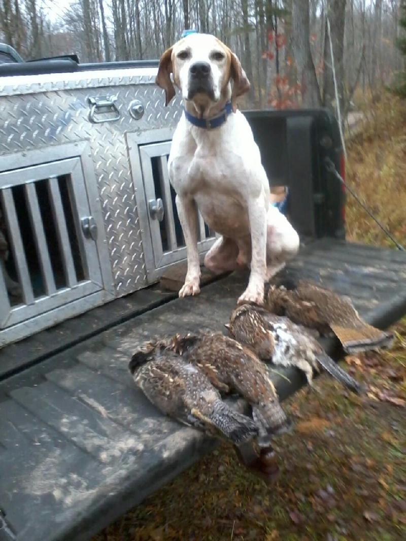 HUNTING DOGS FOR SALE Gun dogs, Bird Dogs, Field Dogs and Sporting Dogs.