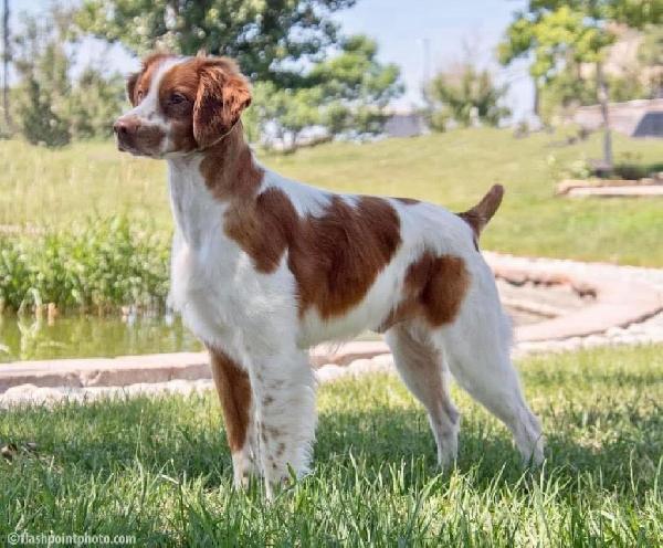 American Brittany