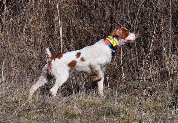 American Brittany