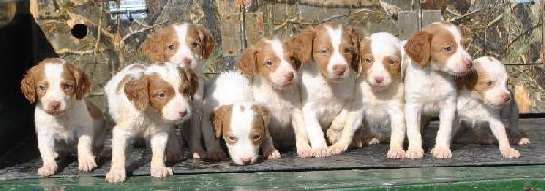 female brittany spaniel puppies for sale near me
