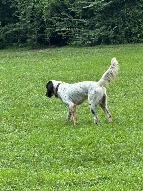 English Setter