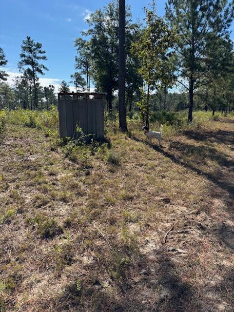 STARTED ENGLISH SETTER MALE-FDSB English Setter