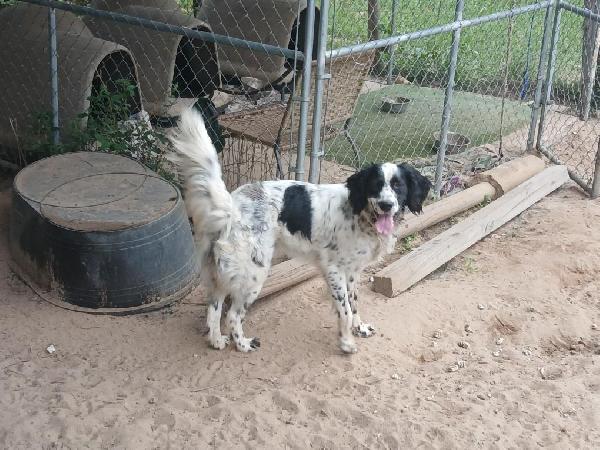 English Setter
