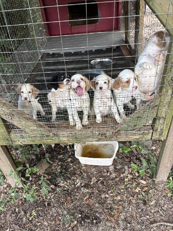 English Setter